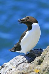 Razorbill